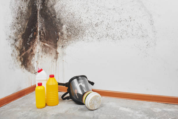 Best Mold Remediation Services  in Teays Valley, WV