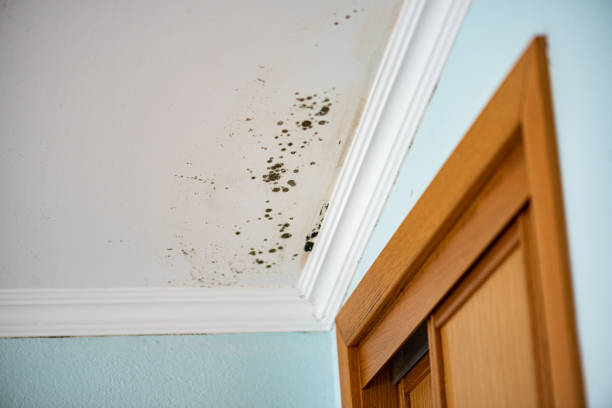 Best Mold Testing  in Teays Valley, WV