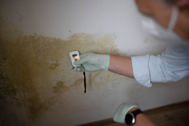 Best Mold Remediation  in Teays Valley, WV