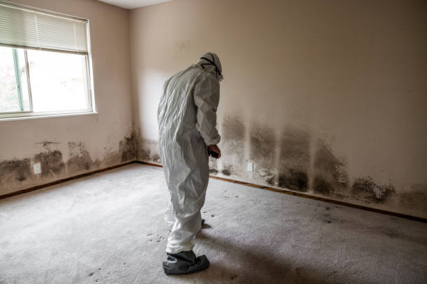 Best Certified Mold Removal  in Teays Valley, WV