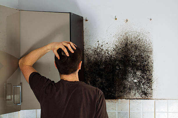 Professional Mold Removal in Teays Valley, WV