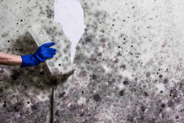 Best Crawl Space Mold Removal  in Teays Valley, WV